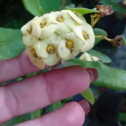 Euphorbia mili, corona de cristo