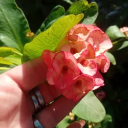 Euphorbia mili, corona de cristo