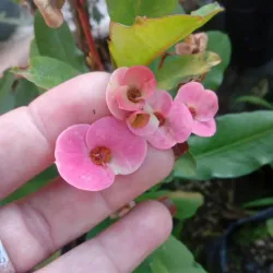 Euphorbia mili,  corona de cristo