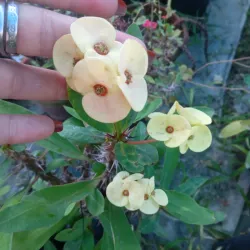 Euphorbia mili, corona de cristo