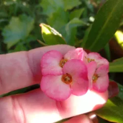 Euphorbia mili, corona de cristo