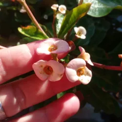 Euphorbia mili, corona de cristo