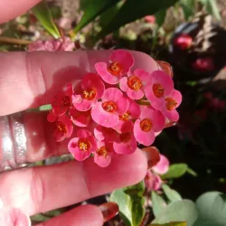 Euphorbia mili, corona de cristo