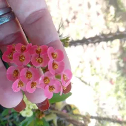 Euphorbia mili
