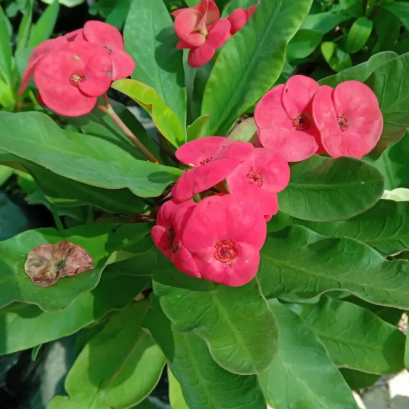 Euphorbia  rosa intensa 