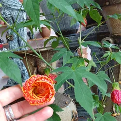 Farolito chino (Abutilon Pictum)