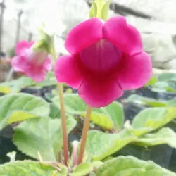 Gloxinea rosada