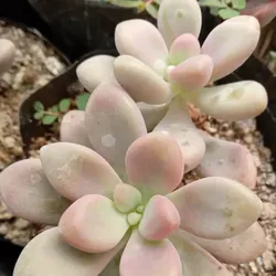 Graptopetalum