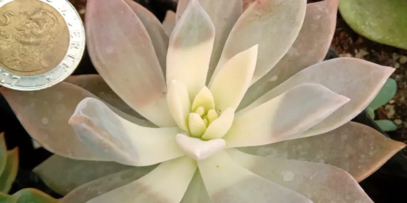 Graptopetalum Paraguayense Variegada