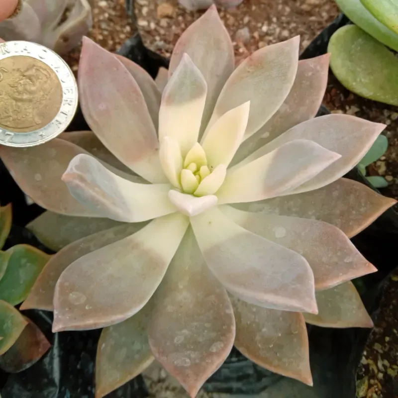 Graptopetalum Paraguayense Variegada