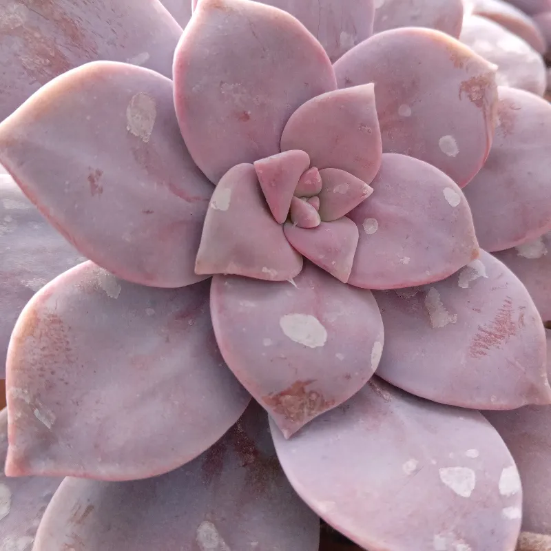 Graptopetalum superbum