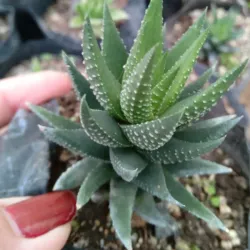 Haworthia attenuata