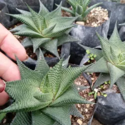 Haworthia limifolia