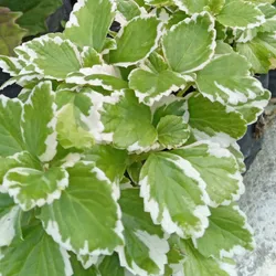 Incienso Plectranthus coleoides