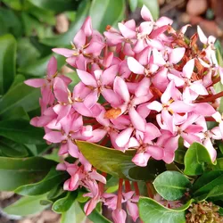 Ixora Super king (enana rosada)