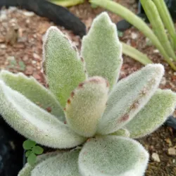 Kalanchoe  Tomentosa