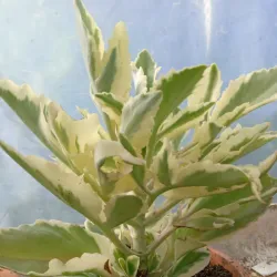 Kalanchoe variegado (blanco)