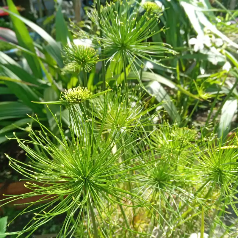 Papiro enano  (Cyperus Prolifer)