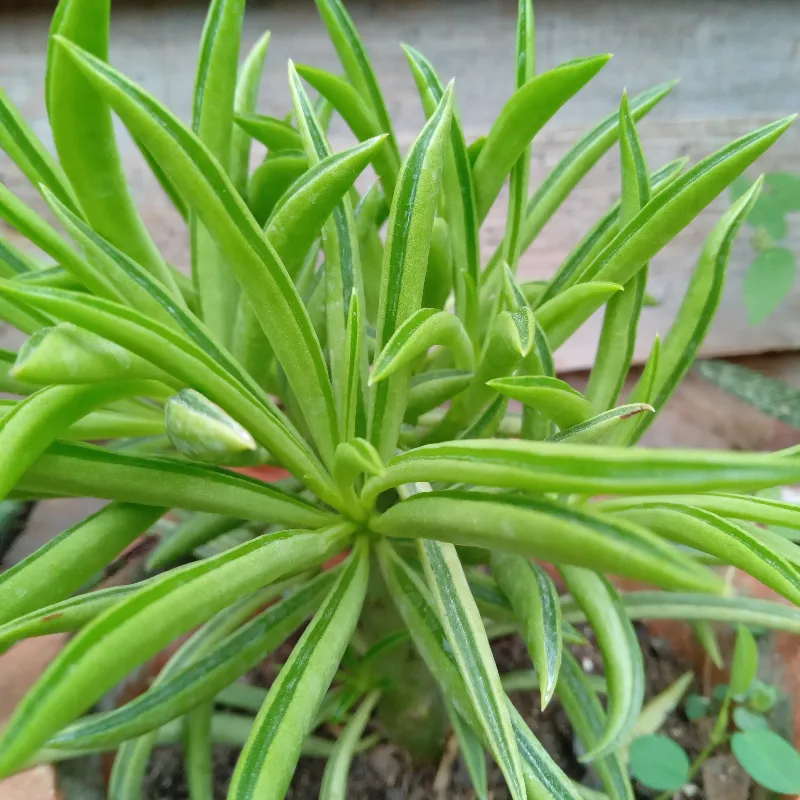 Pepperomia ferreyrae