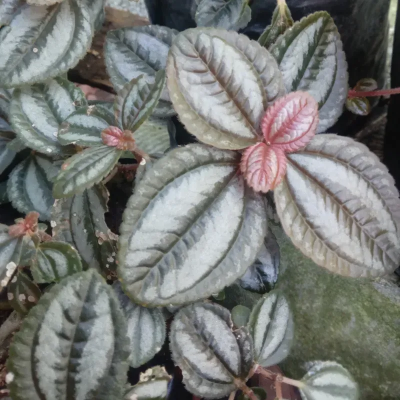 Pilea Spruceana