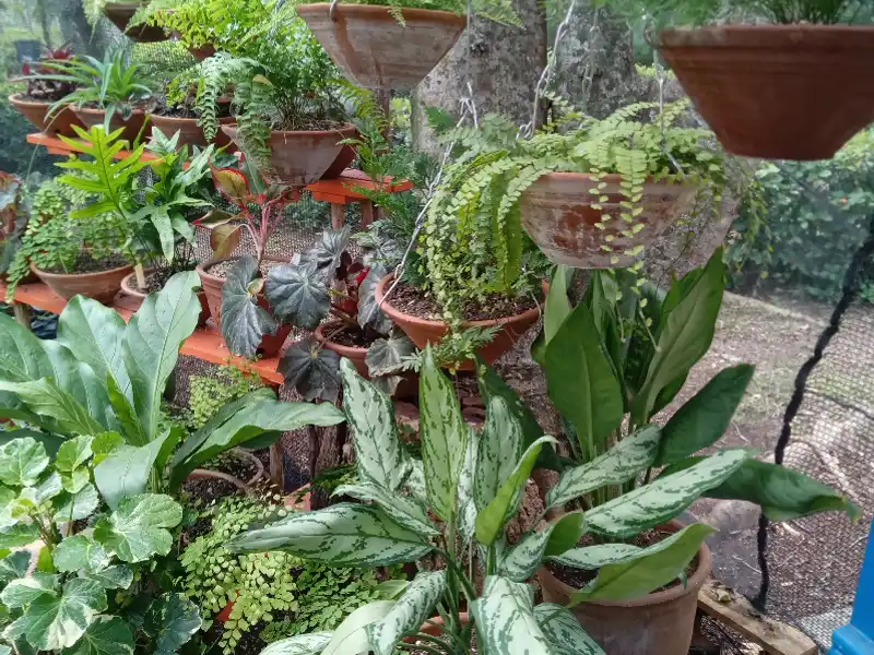 Plantas variadas