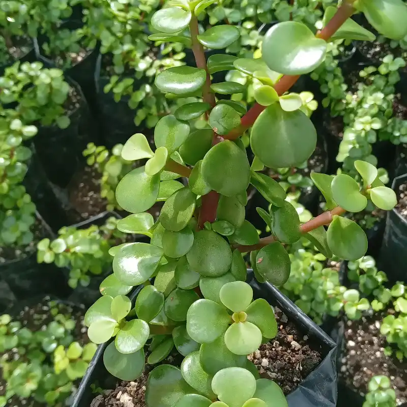 Portulacaria Afra o Jade