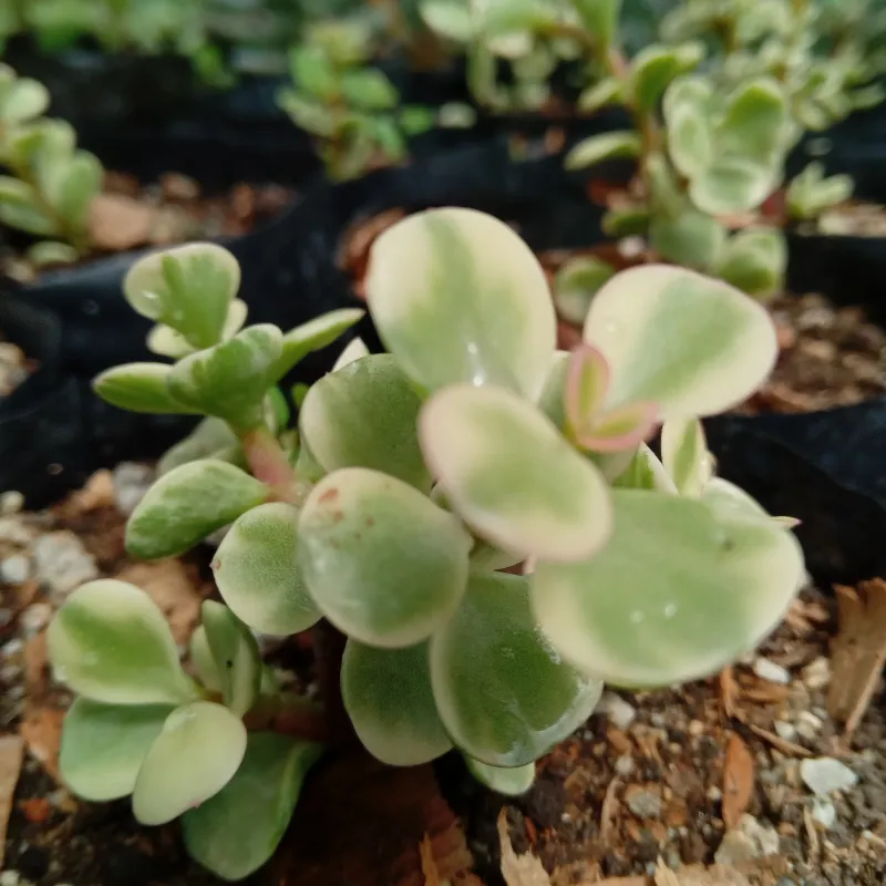 Portulacaria Afra Variegada