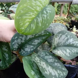 Pothos plateado