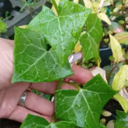 Senecio  hiedra