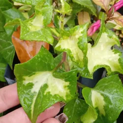 Senecio hiedra