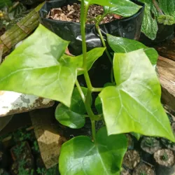 Senecio  macroglossus o falsa hiedra