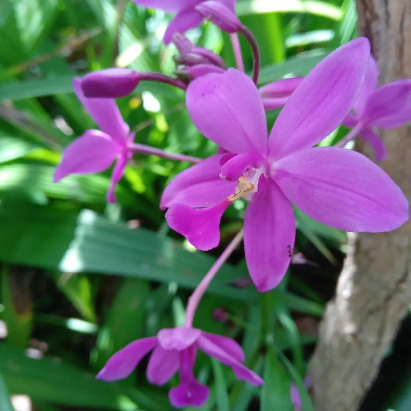 Spathoglottis