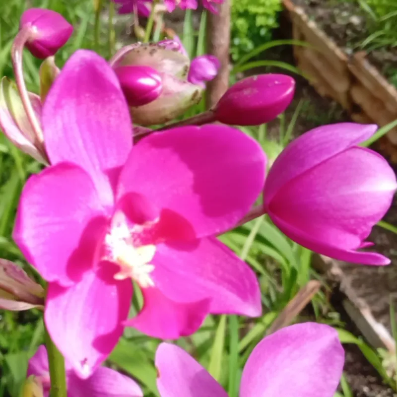 Spathoglottis Panda