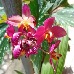  Orquidea de tierra Spathoglottis 