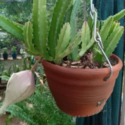 Stapelia Grandiflora