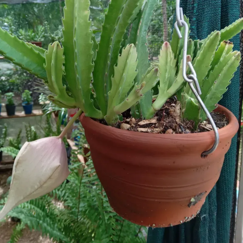 Stapelia Grandiflora