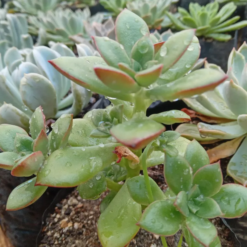 Echeveria  supia