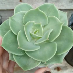 Echeveria Secunda Glauca