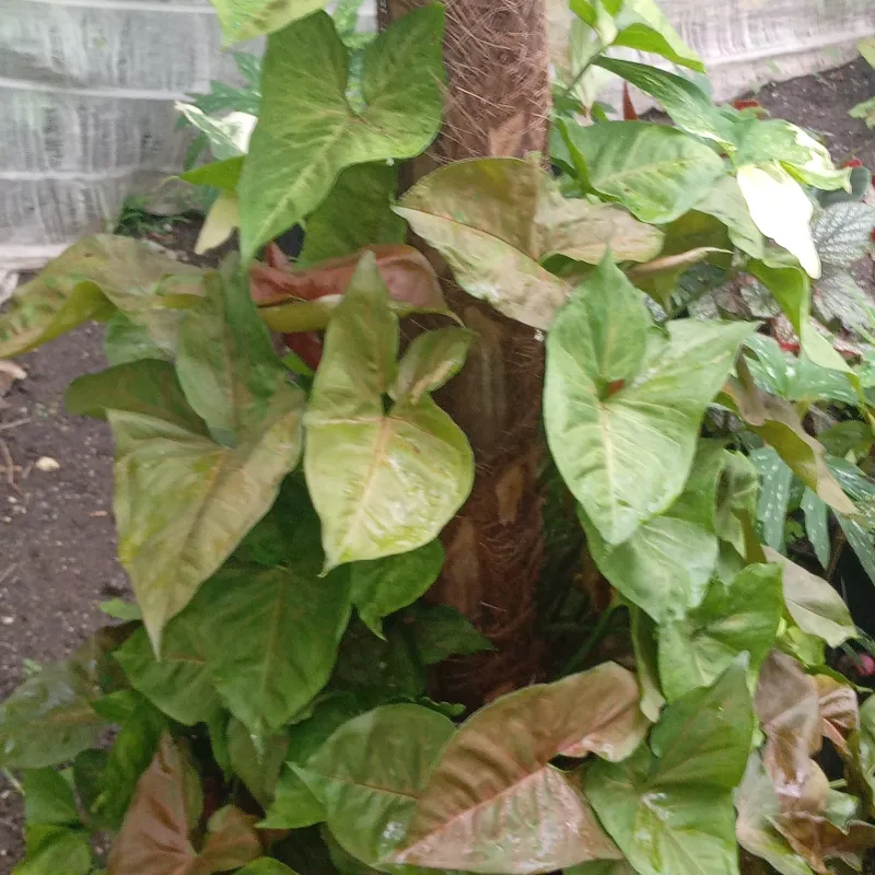 Syngonium rojo