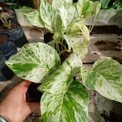 Syngonium variegado