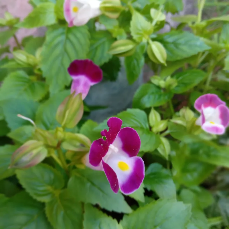 Torenia Fournieri