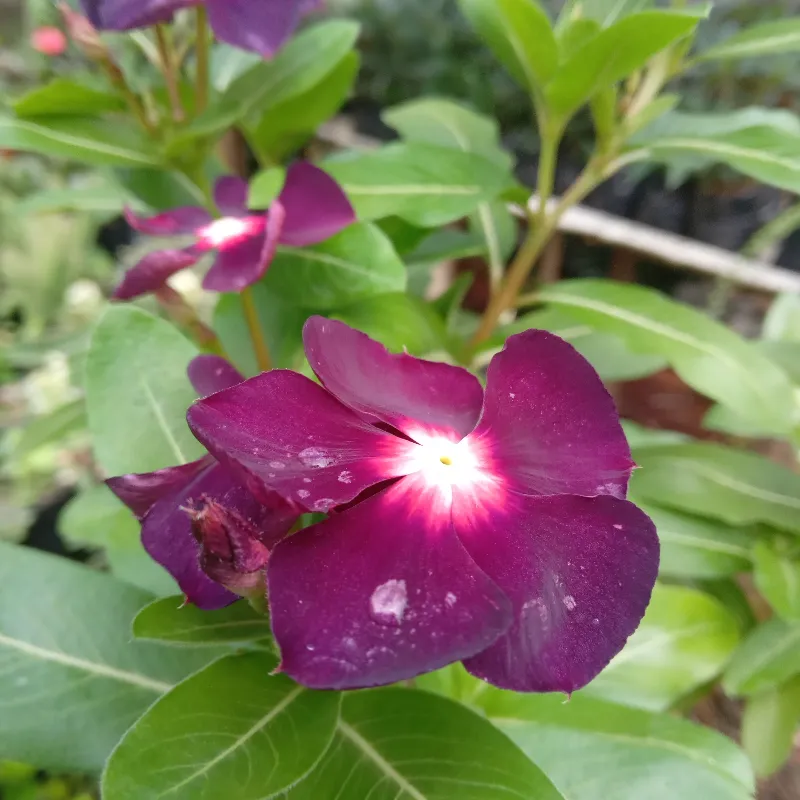 Vinca morada