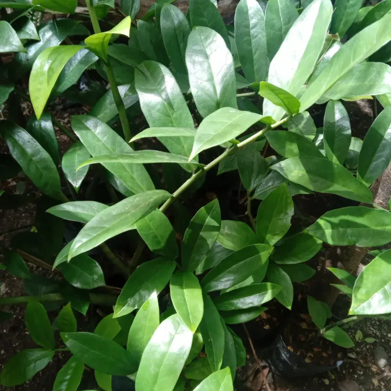 Zamioculca zamiifolia