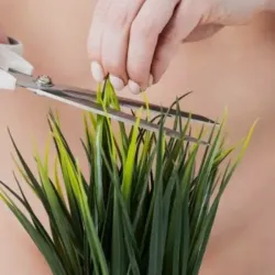 Depilación zona de bikini