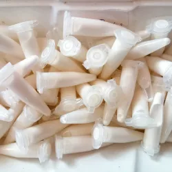 Pipeta de Fipronil