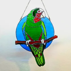 Cotorra 🦜