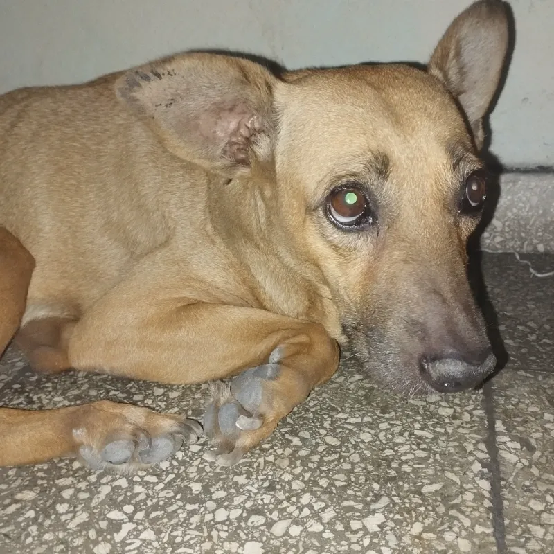 Galletica, la perrita del local