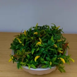 Planta de Ajíes Mediana