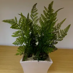 Planta helechos Mediana