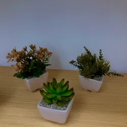 Plantas Pequeñas
